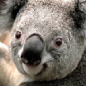 Meet your Posher, Rees